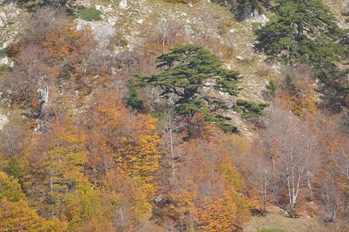 Parco Nazionale del Pollino